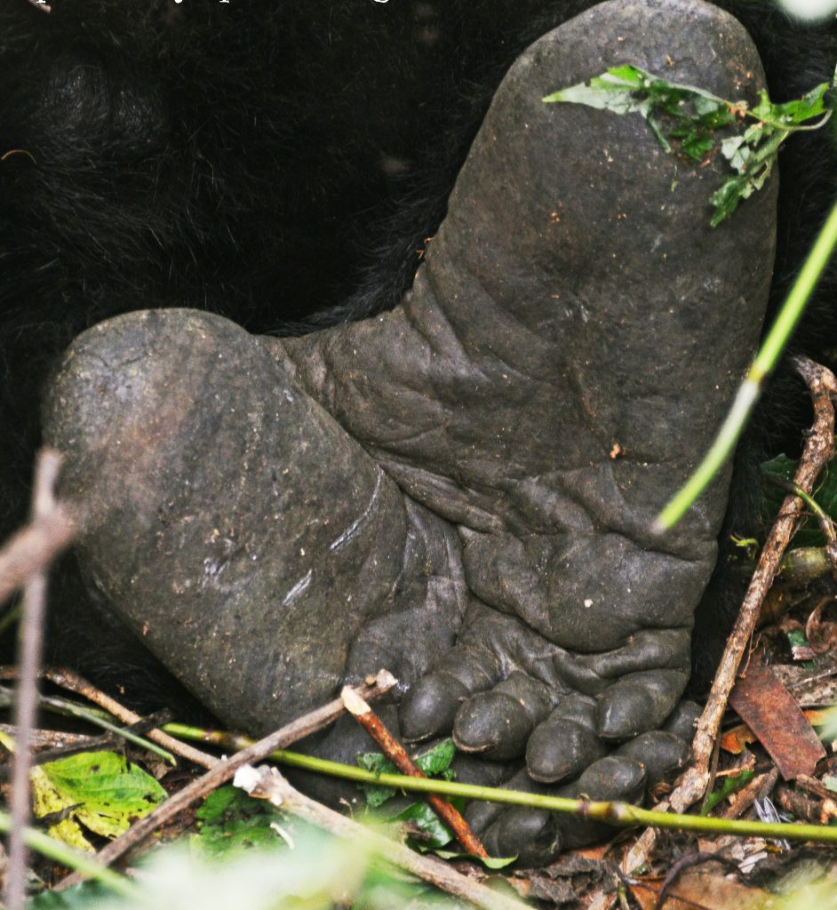 fOTOSOURCE (14)