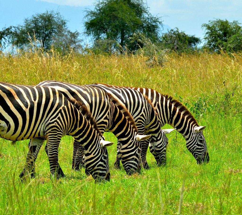 Kidepo Valley National Park Zebras_web – Copy